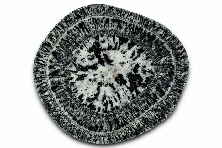 Polished Orbicular Granite Section - Western Australia #353175